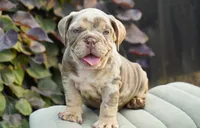 Chester, a male English Bulldog and Olde English Bulldogge for sale in Millersburg, IN – 4 of 5