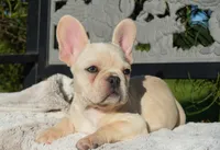 Tinker , a male French Bulldog for sale in Millersburg, IN – 3 of 5