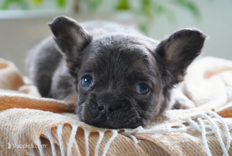 Mia – French Bulldog puppy for sale in Millersburg, IN