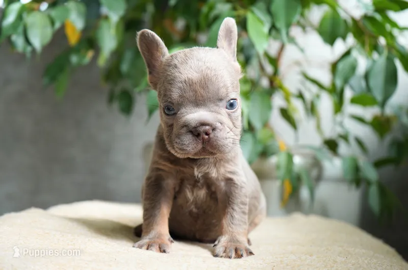 Milo – French Bulldog puppy for sale in Millersburg, IN