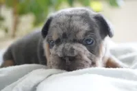 Bessie, a male French Bulldog for sale in Millersburg, IN – 3 of 5