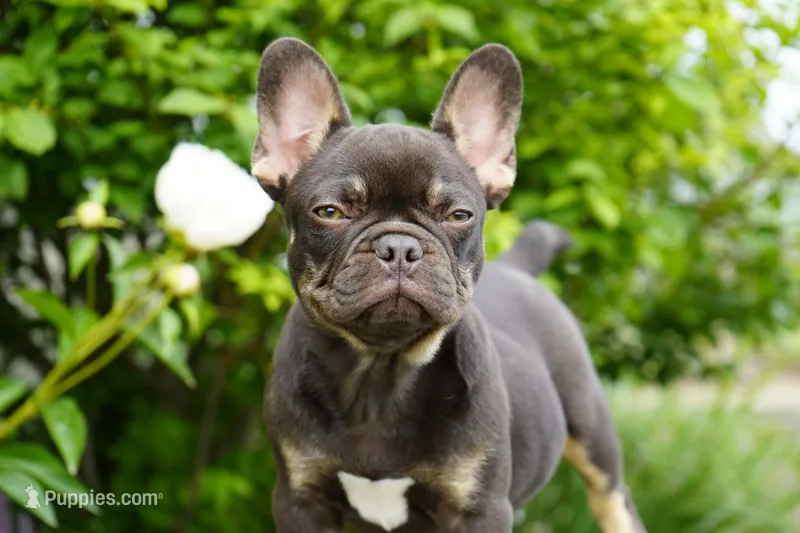 Olivia – French Bulldog puppy for sale in Millersburg, IN