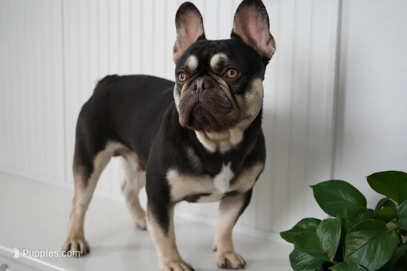Samson  – French Bulldog puppy for sale in Millersburg, IN
