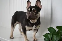 Samson , a male French Bulldog for sale in Millersburg, IN – 1 of 2
