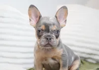 Oliver, a male French Bulldog for sale in Millersburg, IN – 2 of 6