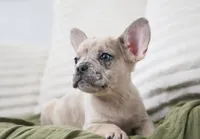 Winston, a female French Bulldog for sale in Millersburg, IN – 4 of 7