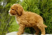 Rusty, a male Miniature Goldendoodle for sale in Millersburg, IN – 4 of 4