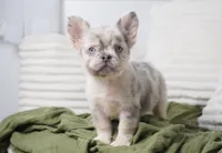Dudley , a male French Bulldog for sale in Millersburg, IN – 1 of 10