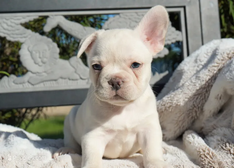 Benjamin  – French Bulldog puppy for sale in Millersburg, IN