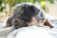 Bessie, a male French Bulldog for sale in Millersburg, IN – 2 of 5