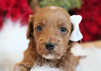 Remi, a female Goldendoodle for sale in Millersburg, IN – Photo 4 of 4
