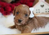 Remi, a female Goldendoodle for sale in Millersburg, IN – Photo 1 of 4