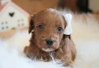 Remi, a female Goldendoodle for sale in Millersburg, IN – Photo 2 of 4