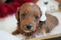 Remi, a female Goldendoodle for sale in Millersburg, IN – Photo 3 of 4