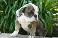 Pebble, a female English Bulldog and Olde Boston Bulldogge for sale in Millersburg, IN – 2 of 3