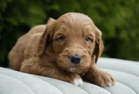 Teddy, a male Goldendoodle for sale in Millersburg, IN – Photo 2 of 3