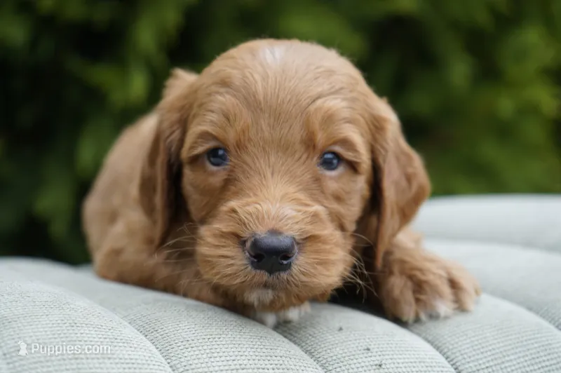 Teddy – Goldendoodle puppy for sale in Millersburg, IN