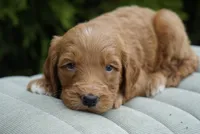 Teddy, a male Goldendoodle for sale in Millersburg, IN – Photo 3 of 3