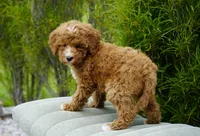 Berry, a male Goldendoodle for sale in Millersburg, IN – 3 of 10