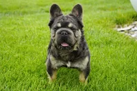 ***Not for Sale***  Stud Fee Only, a male French Bulldog for sale in Millersburg, IN – 1 of 4
