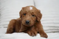 Archer , a male Goldendoodle for sale in Millersburg, IN – 5 of 7
