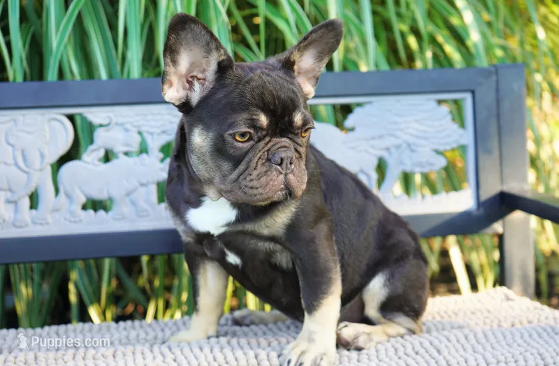 Mochi – French Bulldog puppy for sale in Millersburg, IN
