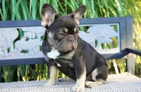 Mochi, a female French Bulldog for sale in Millersburg, IN – 3 of 10