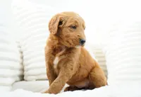 Lumi, a female Goldendoodle for sale in Millersburg, IN – 4 of 8