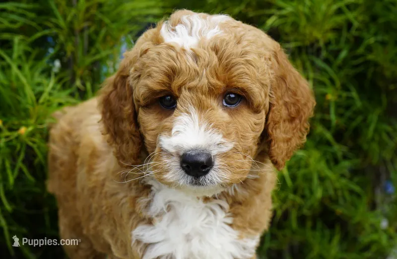 Biscuit – Goldendoodle puppy for sale in Millersburg, IN