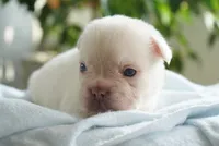Stanley, a male French Bulldog for sale in Millersburg, IN – 5 of 5