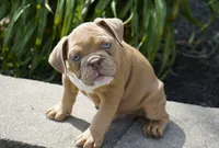 Gucci, a male English Bulldog and Olde English Bulldogge for sale in Millersburg, IN – 4 of 4