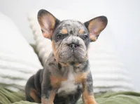 Bessie, a female French Bulldog for sale in Millersburg, IN – 4 of 7