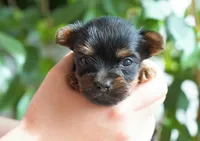 Mabel, a female Yorkshire Terrier for sale in Millersburg, IN – 4 of 5