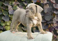 Rosie, a female English Bulldog and Olde English Bulldogge for sale in Millersburg, IN – 3 of 5