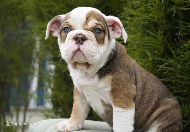 Barnie – English Bulldog, Olde English Bulldogge puppy for sale in Millersburg, IN