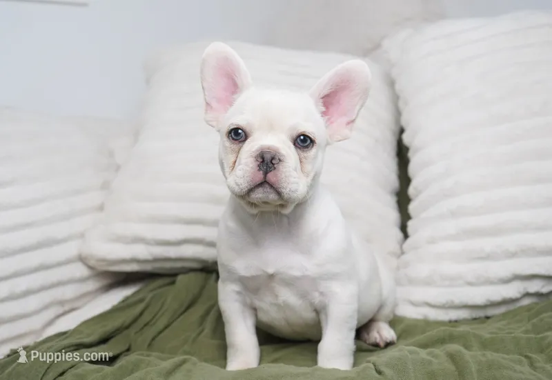 Benjamin  – French Bulldog puppy for sale in Millersburg, IN