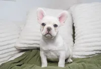 Benjamin , a male French Bulldog for sale in Millersburg, IN – 1 of 5