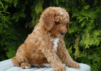 Clifford, a male Goldendoodle for sale in Millersburg, IN – 5 of 5