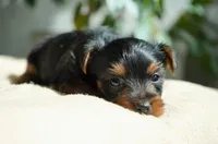Winnie, a female Yorkshire Terrier for sale in Millersburg, IN – 3 of 6