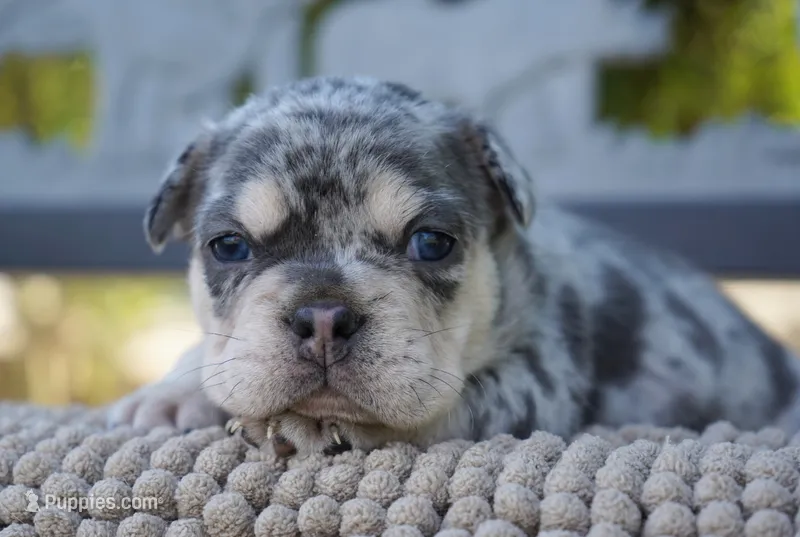 Indigo  – French Bulldog puppy for sale in Millersburg, IN