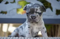 Tipper , a female French Bulldog for sale in Millersburg, IN – 5 of 6