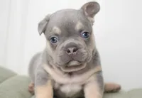 Riley, a male French Bulldog for sale in Millersburg, IN – Photo 1 of 3