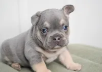 Riley, a male French Bulldog for sale in Millersburg, IN – Photo 2 of 3