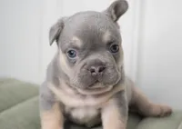 Riley, a male French Bulldog for sale in Millersburg, IN – Photo 3 of 3