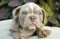 Rosie, a female English Bulldog and Olde English Bulldogge for sale in Millersburg, IN – 2 of 5