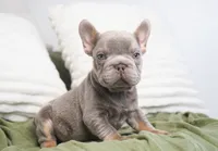 Milo, a male French Bulldog for sale in Millersburg, IN – 5 of 5
