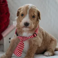 Nico, a male Goldendoodle for sale in Millersburg, IN – Photo 4 of 5