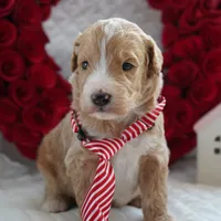 Nico, a male Goldendoodle for sale in Millersburg, IN – Photo 2 of 5