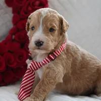 Nico, a male Goldendoodle for sale in Millersburg, IN – Photo 5 of 5