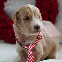 Nico, a male Goldendoodle for sale in Millersburg, IN – Photo 3 of 5